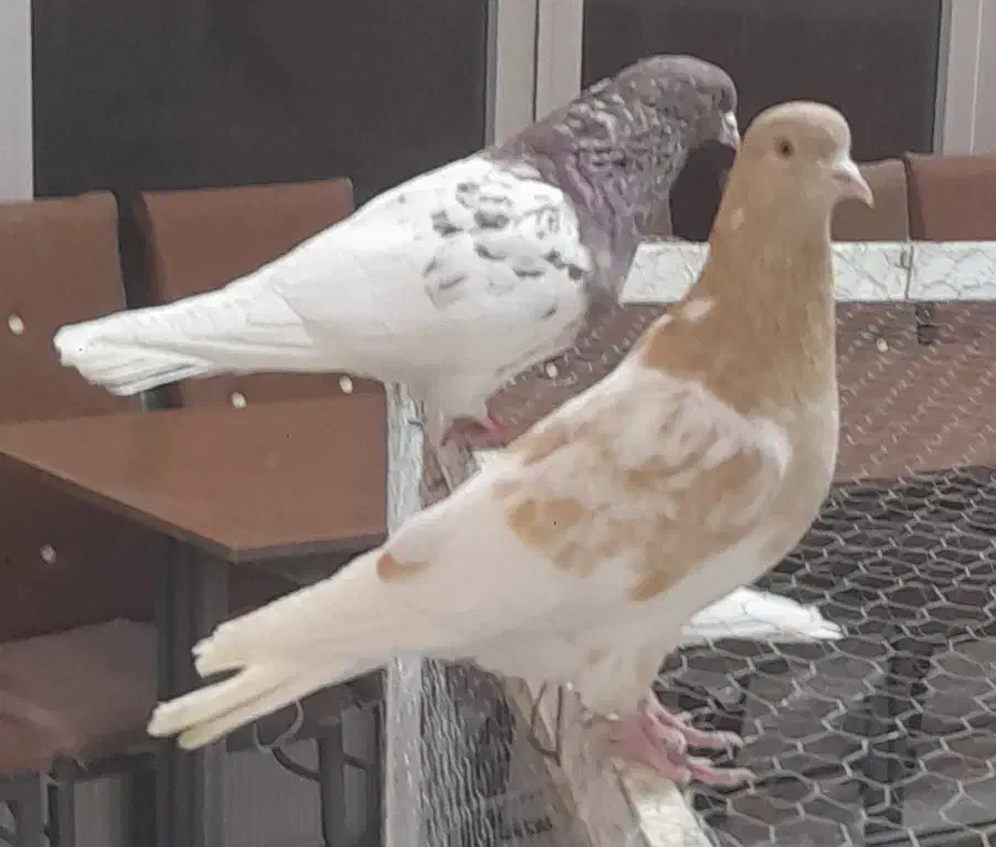 کفتر|پرنده|آذرشهر, |دیوار