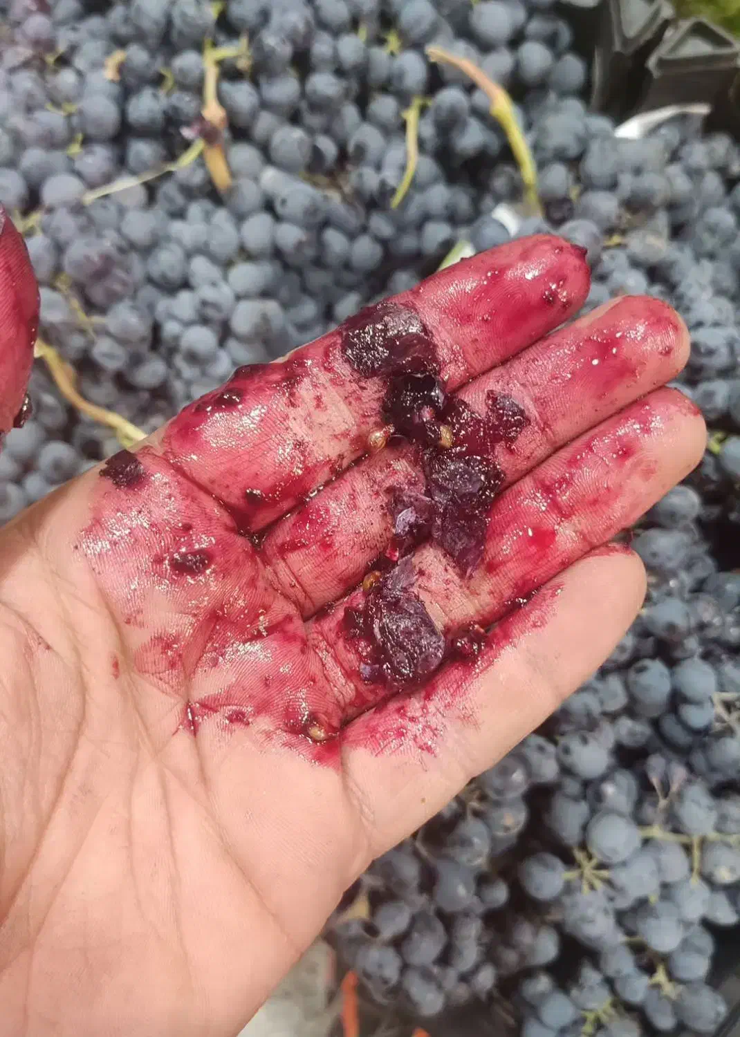 انگور سردشت و قزوینی به قیمت عمده|خدمات باغبانی و درختکاری|شیراز, زرهی|دیوار