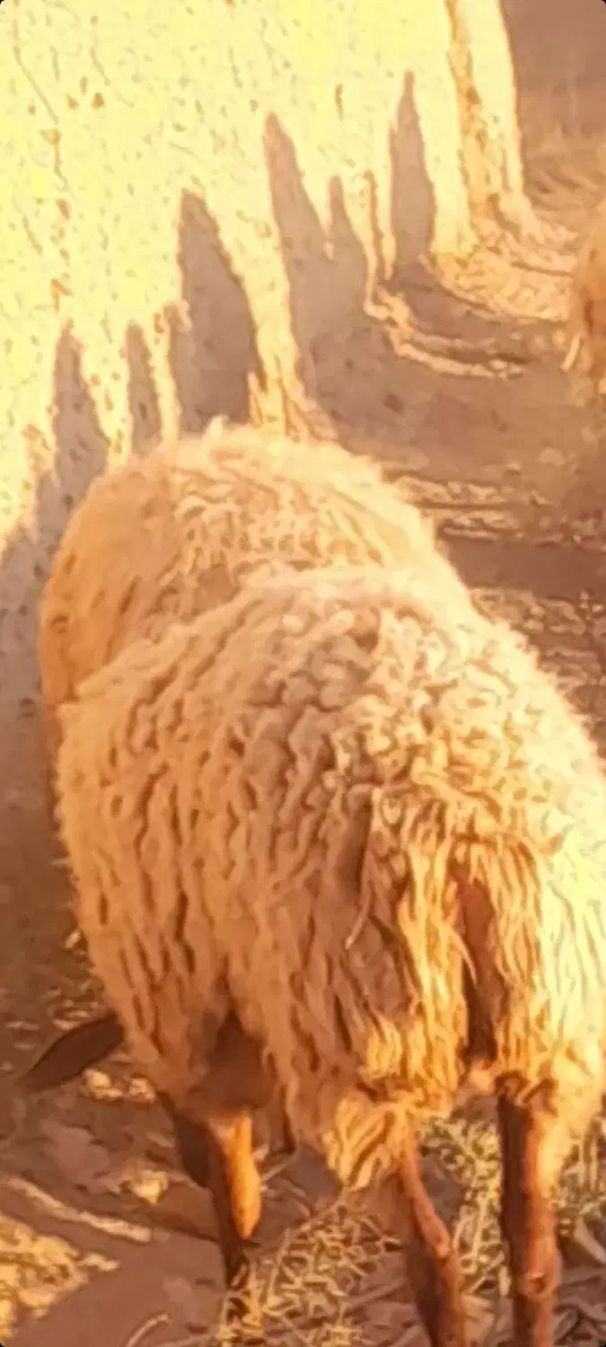 گوسفند و بره|حیوانات مزرعه|اسفراین, |دیوار