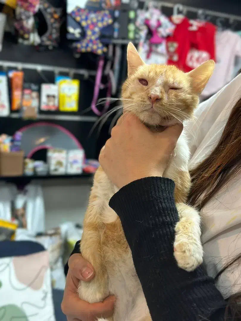 سرپرست و حامی دلسوز|گربه|ساری, |دیوار