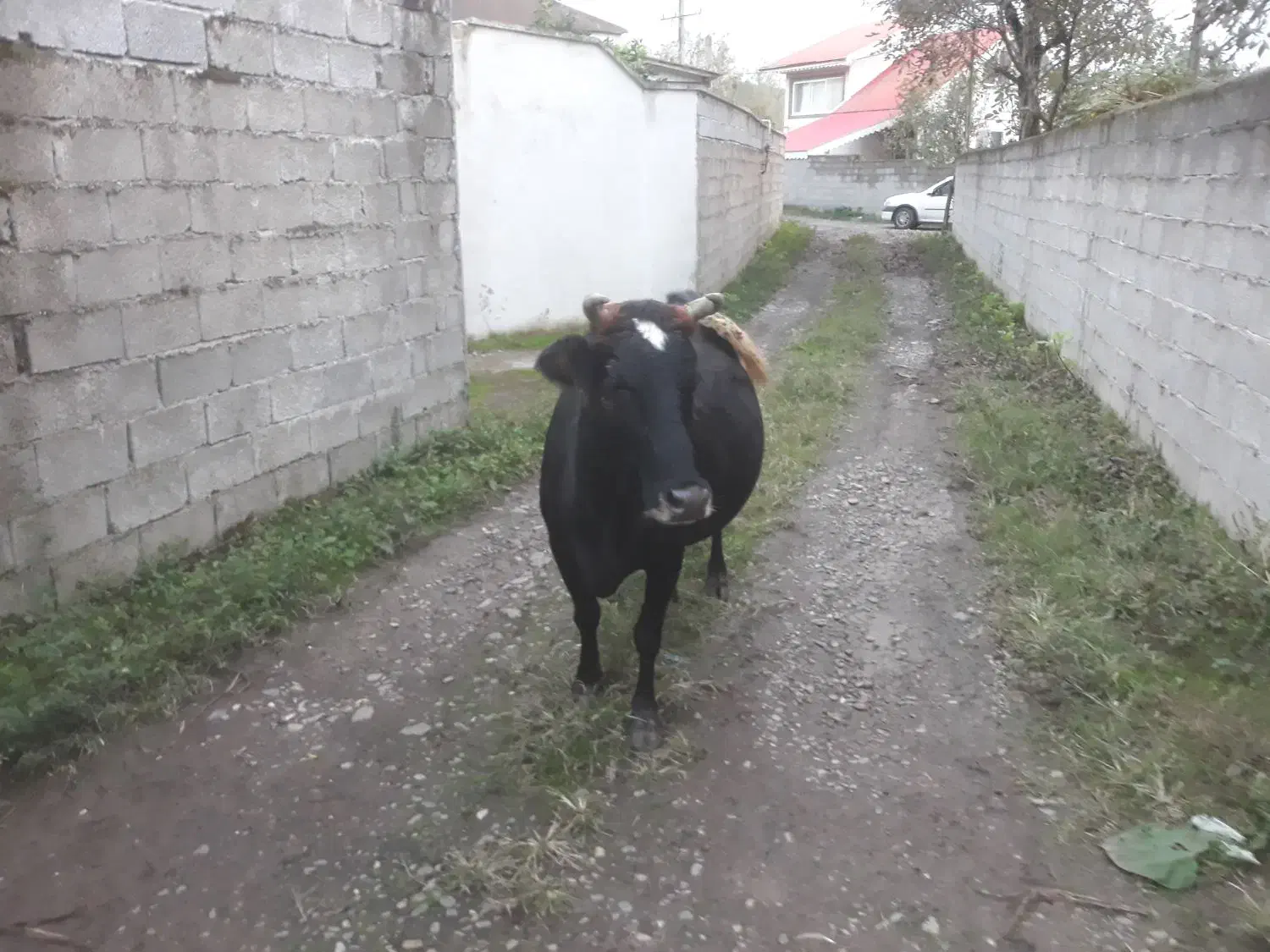 گاو چالوسی ابستن|حیوانات مزرعه|توتکابن, |دیوار