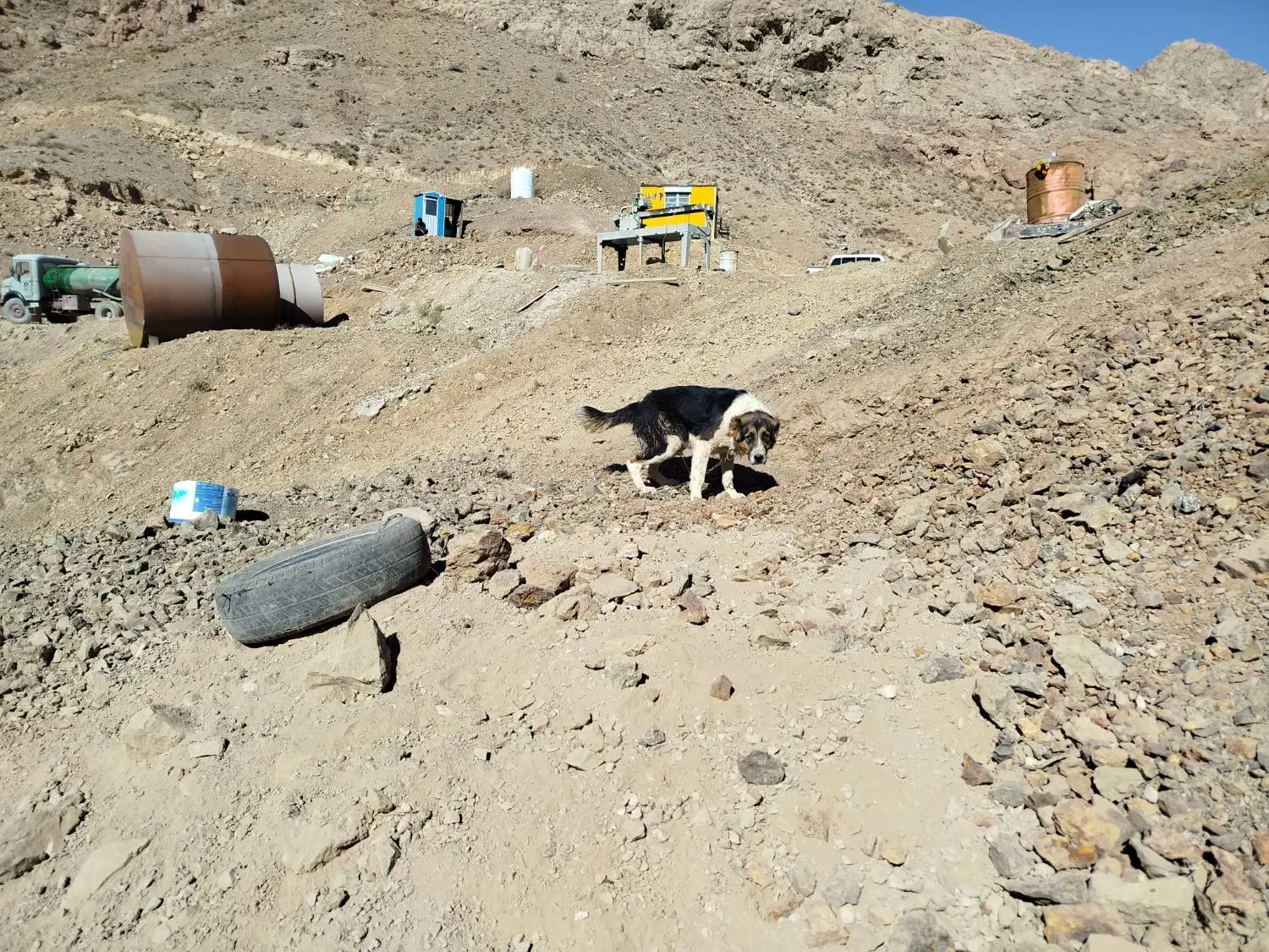 سگ سرابی|سگ|خوسف, |دیوار