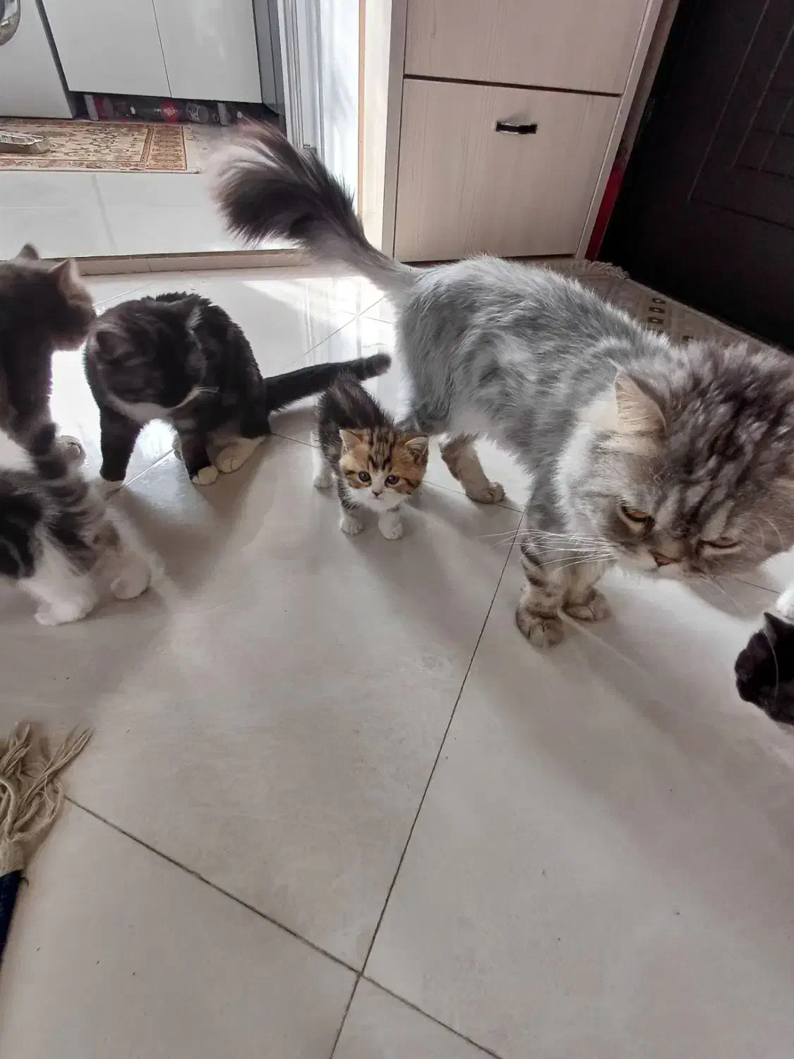 بچه گربه نر چینچیلا|گربه|دماوند, گیلاوند|دیوار