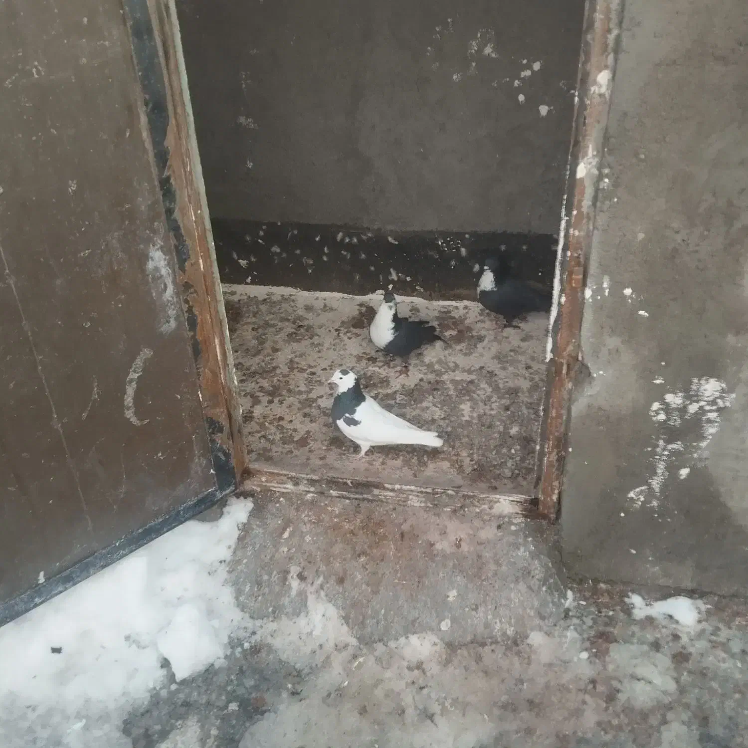 کفتر|پرنده|مشهد, طرق|دیوار