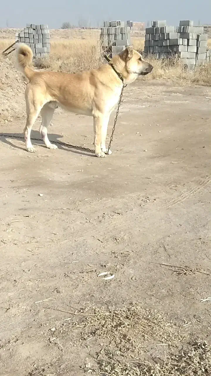 سگ سراب|سگ|ملکان, |دیوار