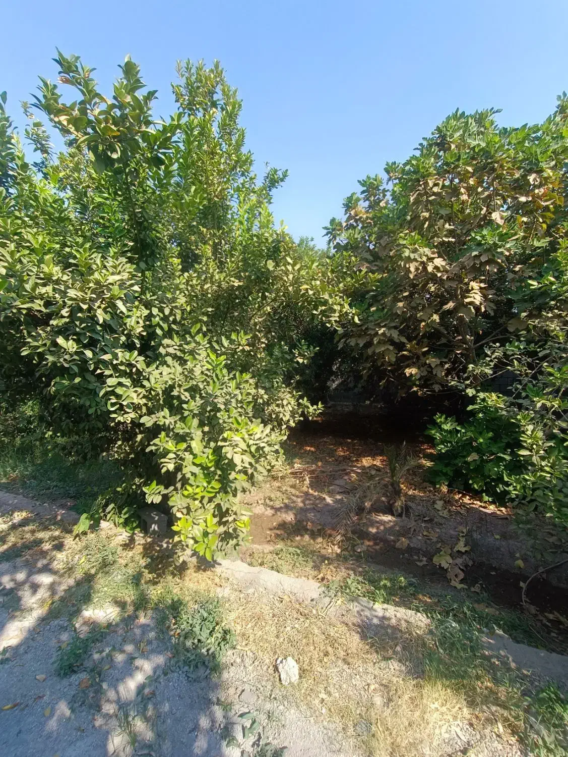 باغ شمس آباد بنوار. شامی دز فول|فروش خانه و ویلا|اهواز, نادری|دیوار