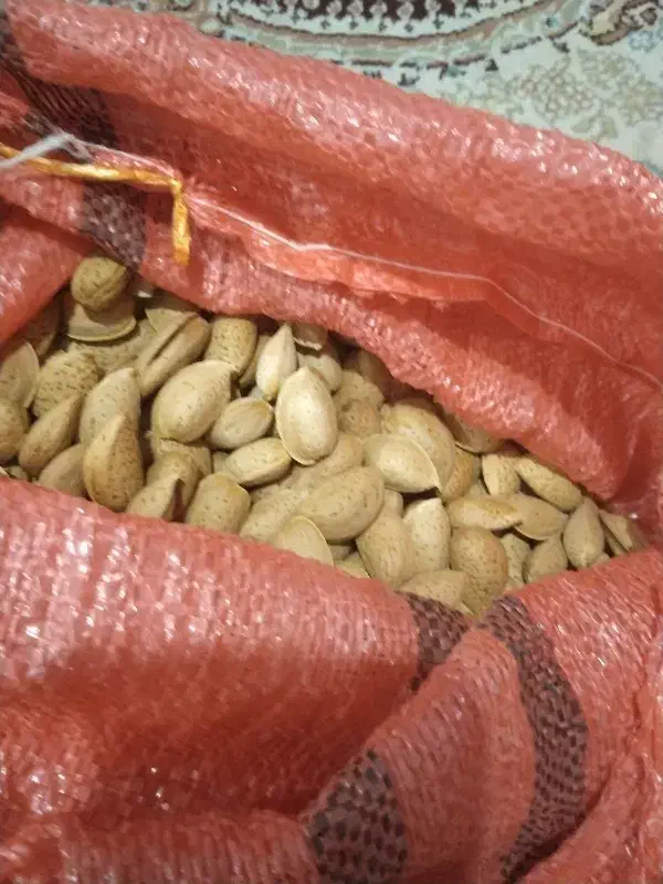 بادام تلخ|خوردنی و آشامیدنی|قم, علی آباد|دیوار