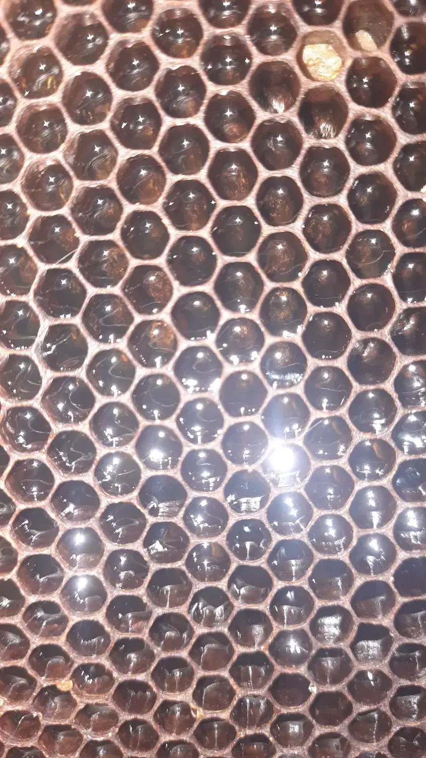 عسل طبیعی زنبور بومی|خوردنی و آشامیدنی|موچش, |دیوار