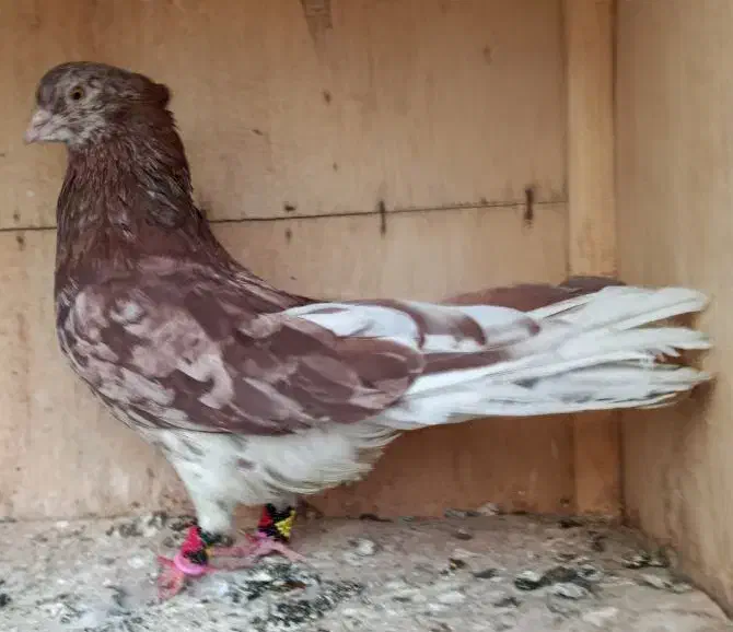 کبوتر  سیاتی سمن‌اتشی|پرنده|کرمانشاه, |دیوار