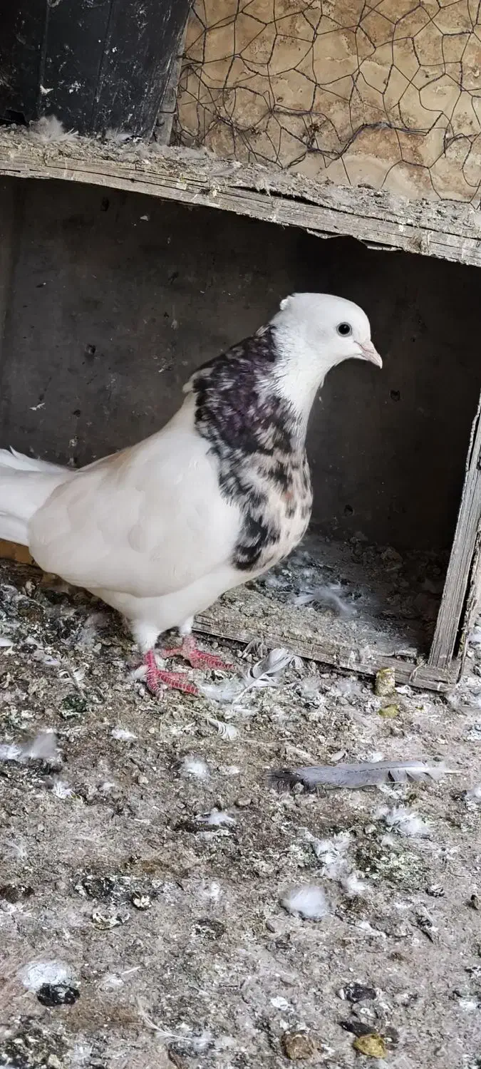 کبوتر|پرنده|خرمشهر, |دیوار