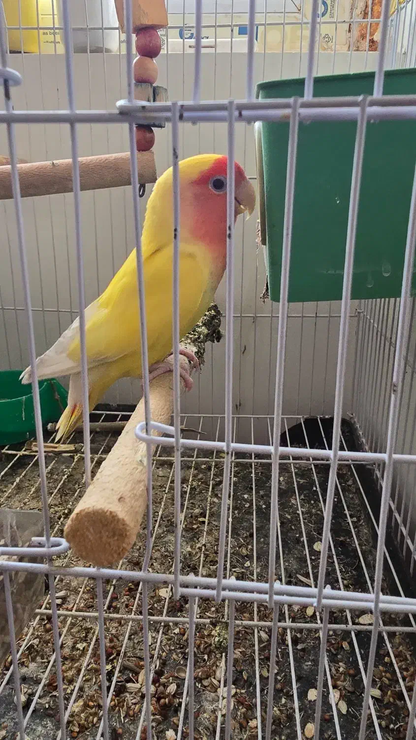 طوطی برزیلی ماده تخم گذار|پرنده|بندر کنگان, |دیوار