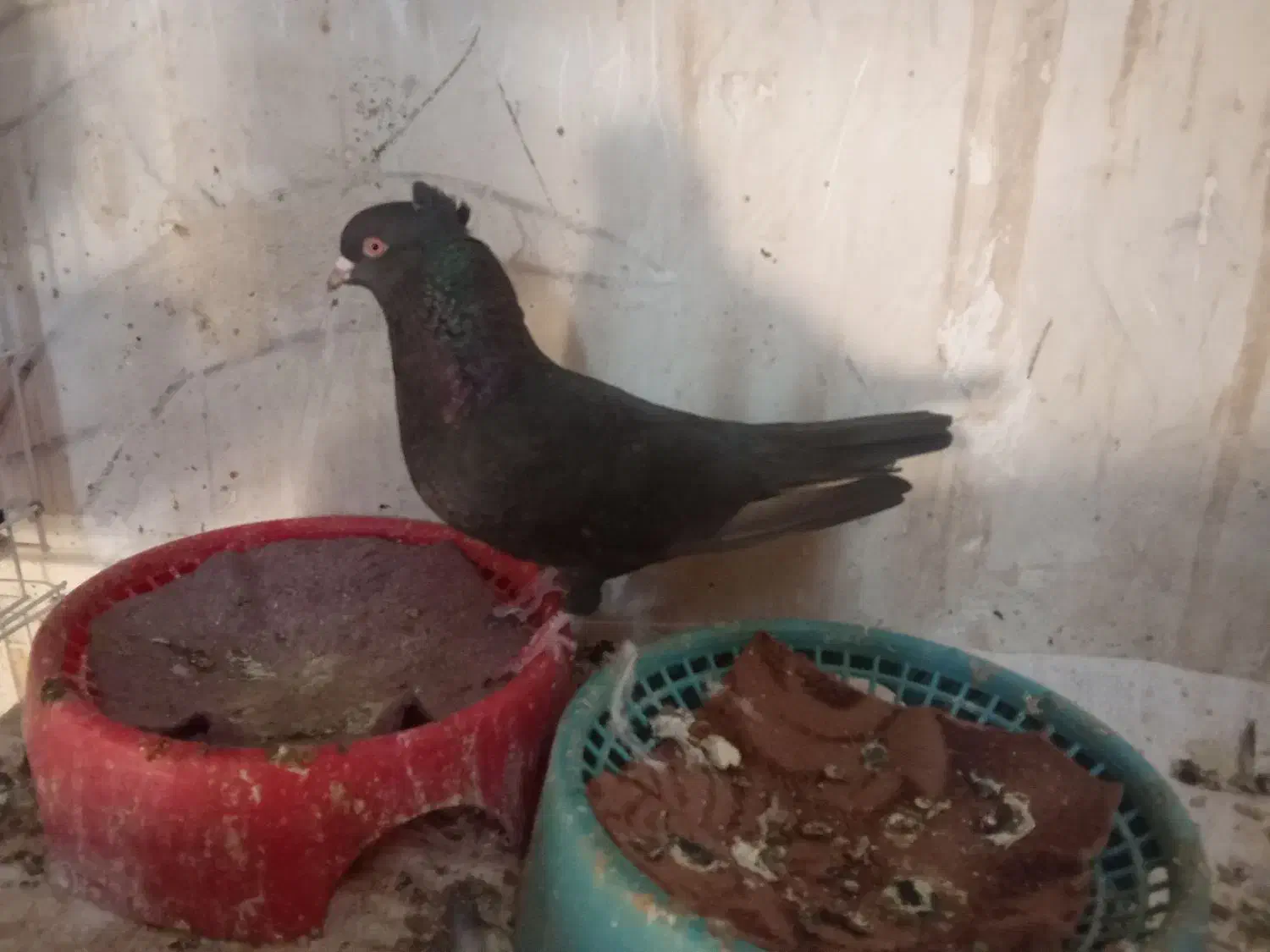 کبوتر زاغ بوشهری سیاه|پرنده|خورموج, |دیوار