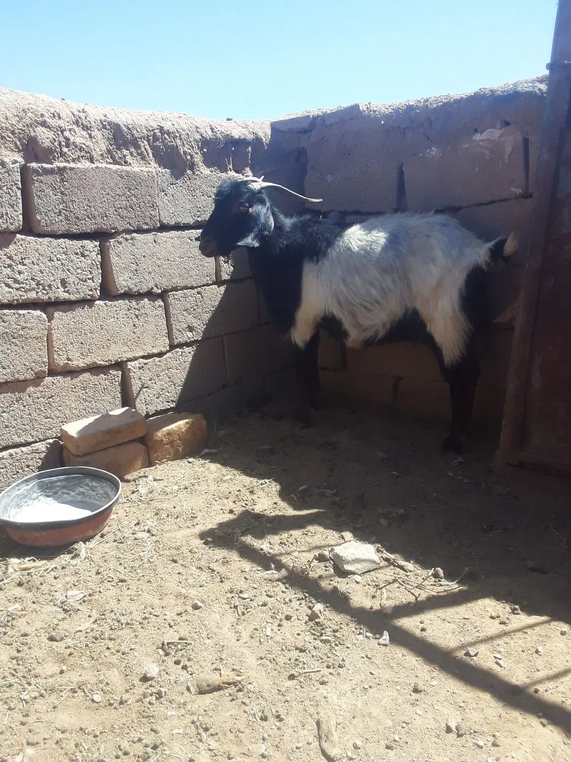 بز جوان|حیوانات مزرعه|سده (خراسان جنوبی), |دیوار