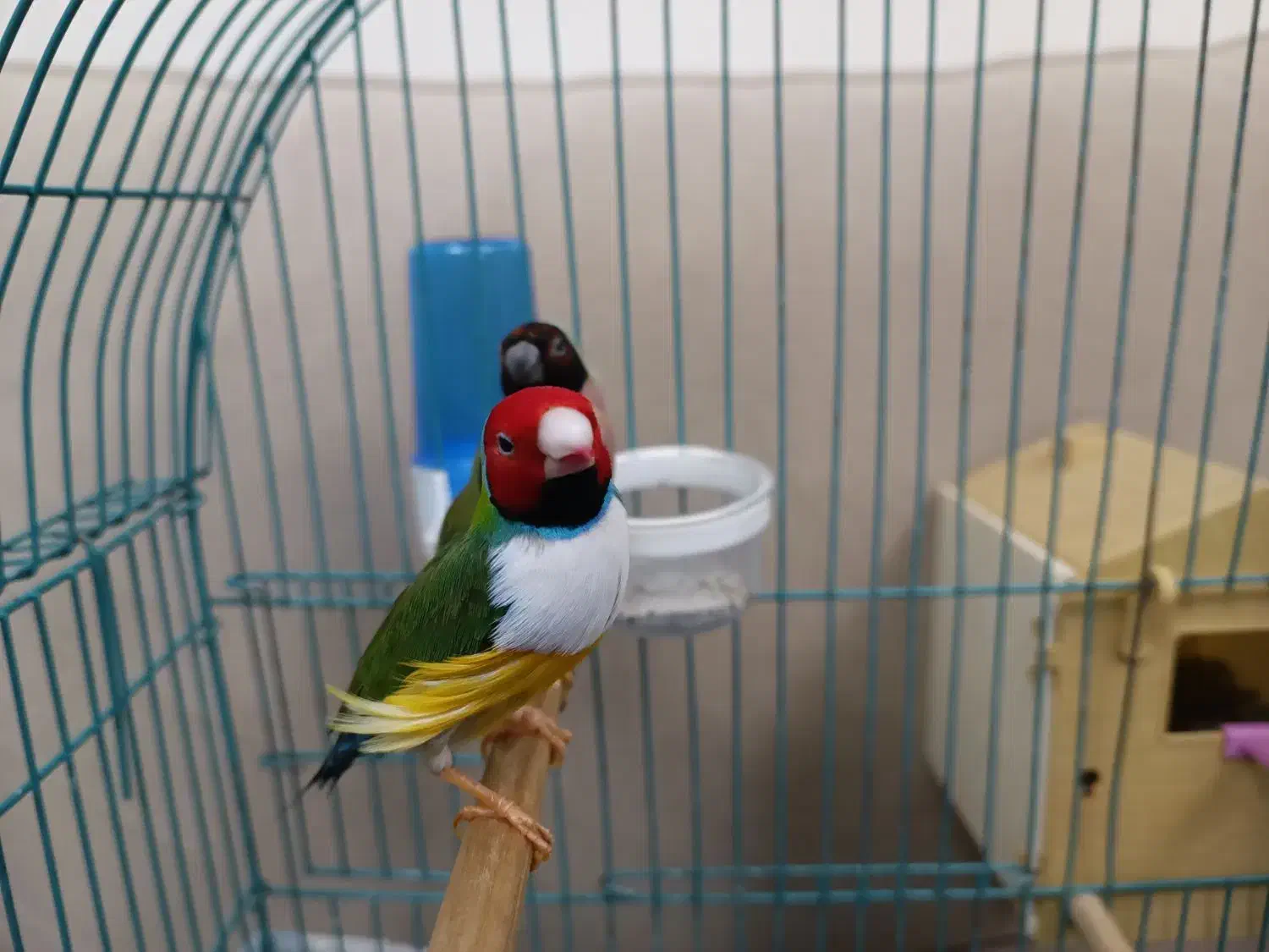 فنج گلدین جفت|پرنده|تبریز, |دیوار