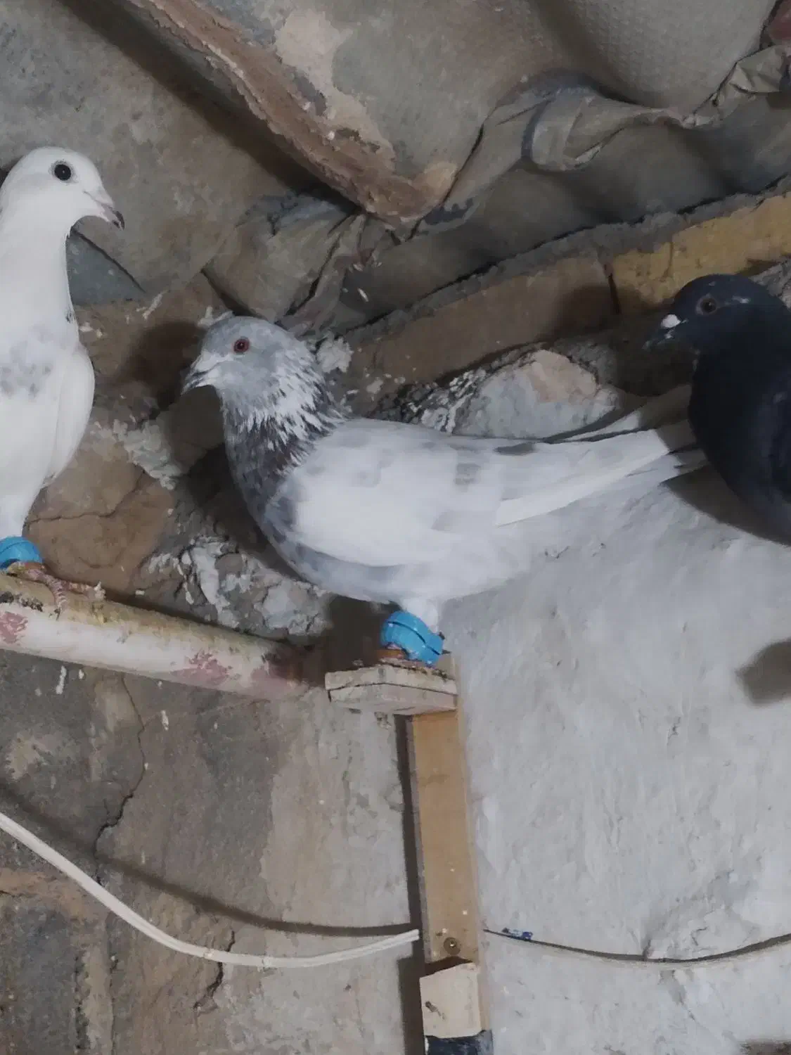 پرنده|حیوانات|شیروان (خراسان), |دیوار