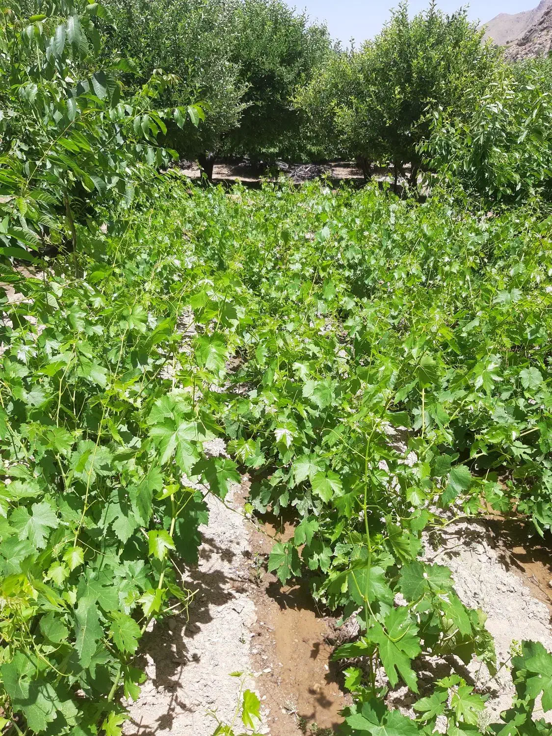 نهال انگور|خدمات باغبانی و درختکاری|موچش, |دیوار