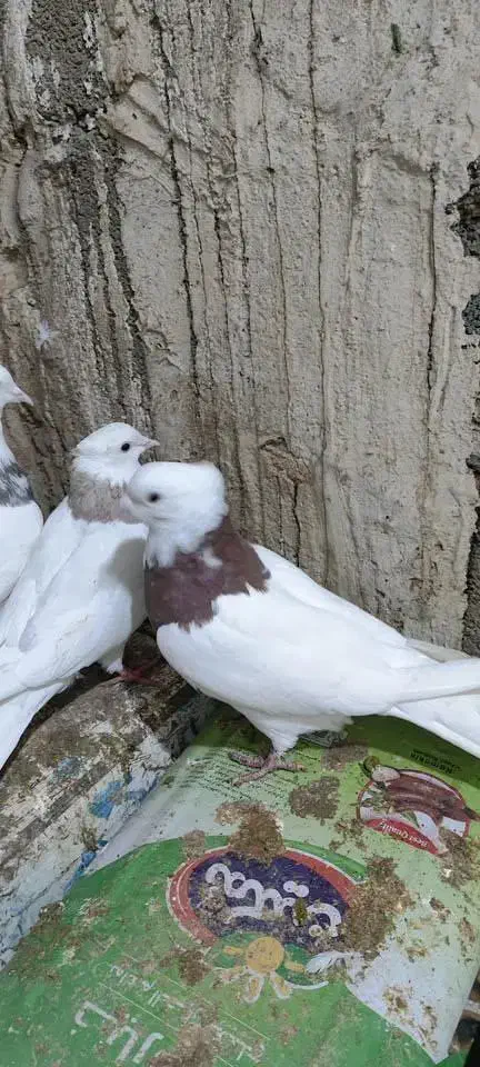 کبوتر|پرنده|یاسوج, |دیوار