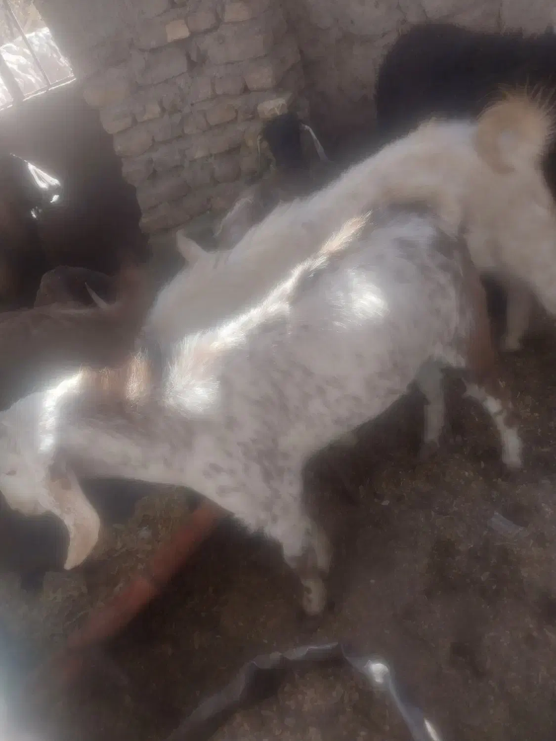 با سلام دو عدد گوسفند نر و چاق|حیوانات مزرعه|گلباف, |دیوار