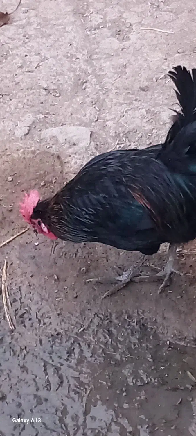 خروس گلین|حیوانات مزرعه|سیلاخور, |دیوار