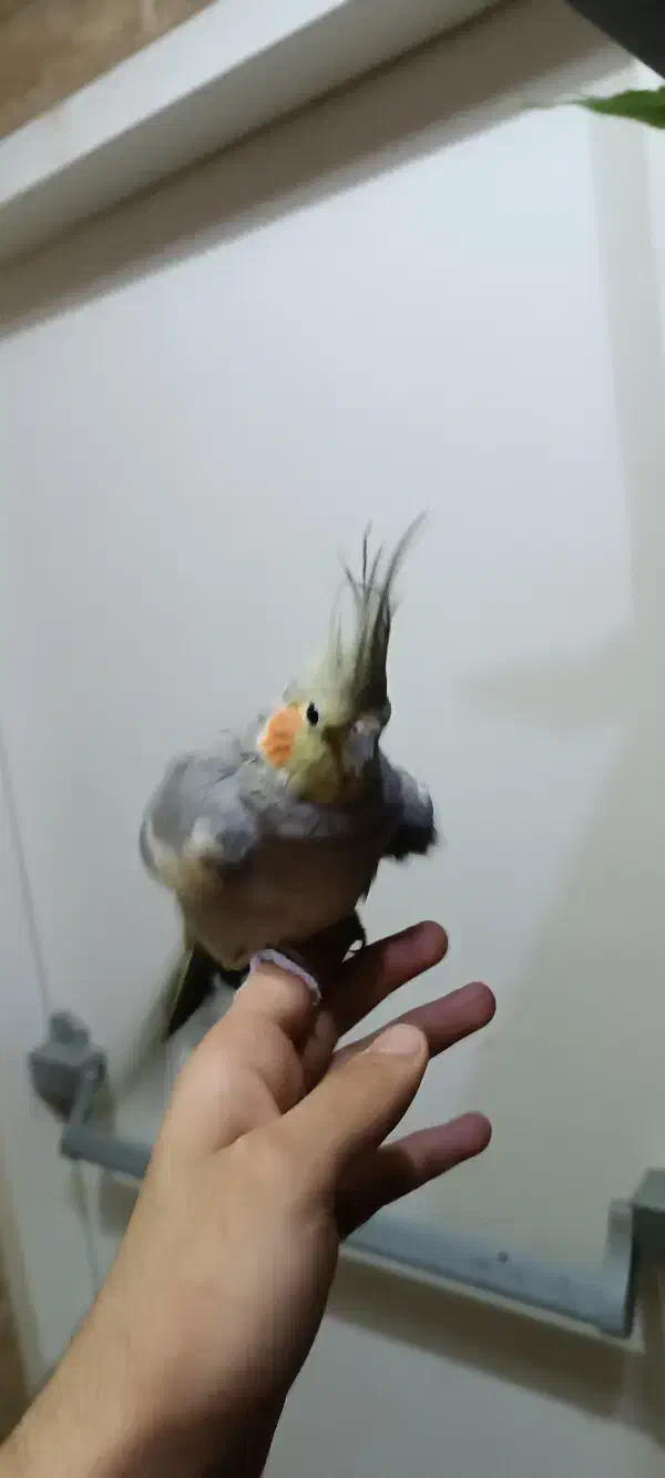 عروس هلندی ماده|پرنده|اهواز, کمپلو شمالی|دیوار