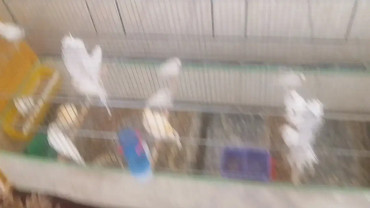 سهره قناری|پرنده|مرودشت, ژیان|دیوار