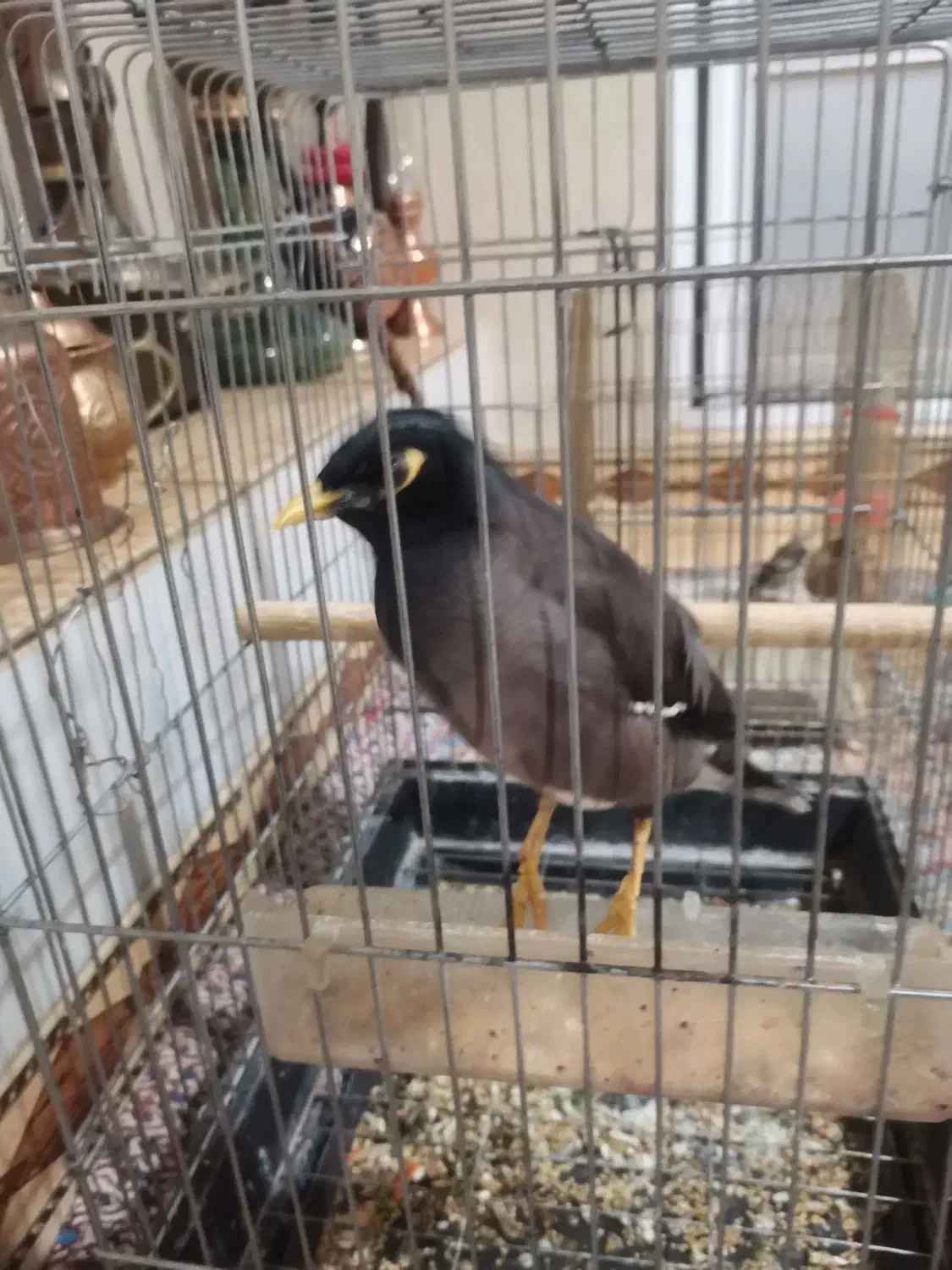 مرغ مینا|پرنده|رودهن, |دیوار