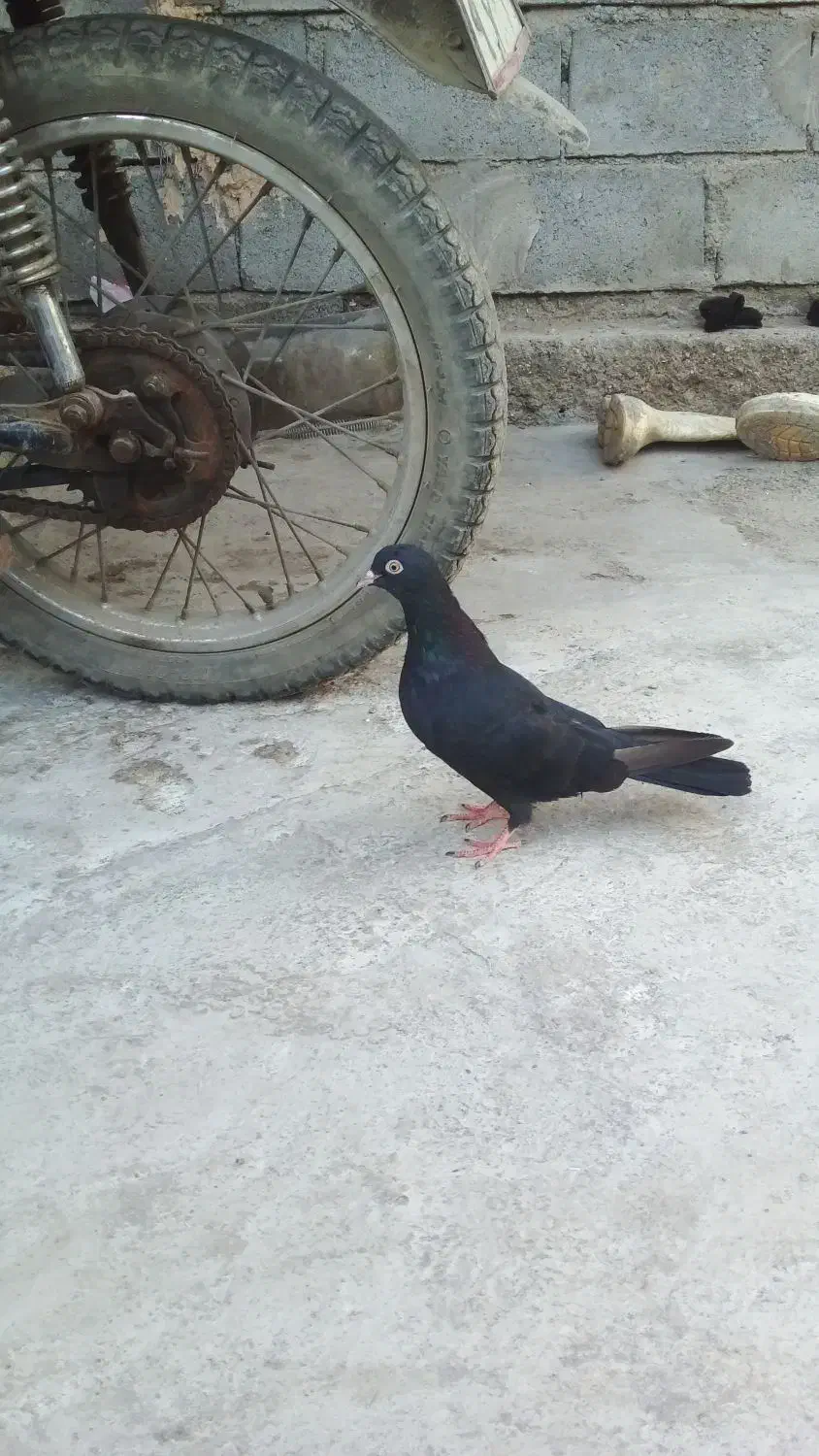 زاغ نر جوان|پرنده|میناب, |دیوار