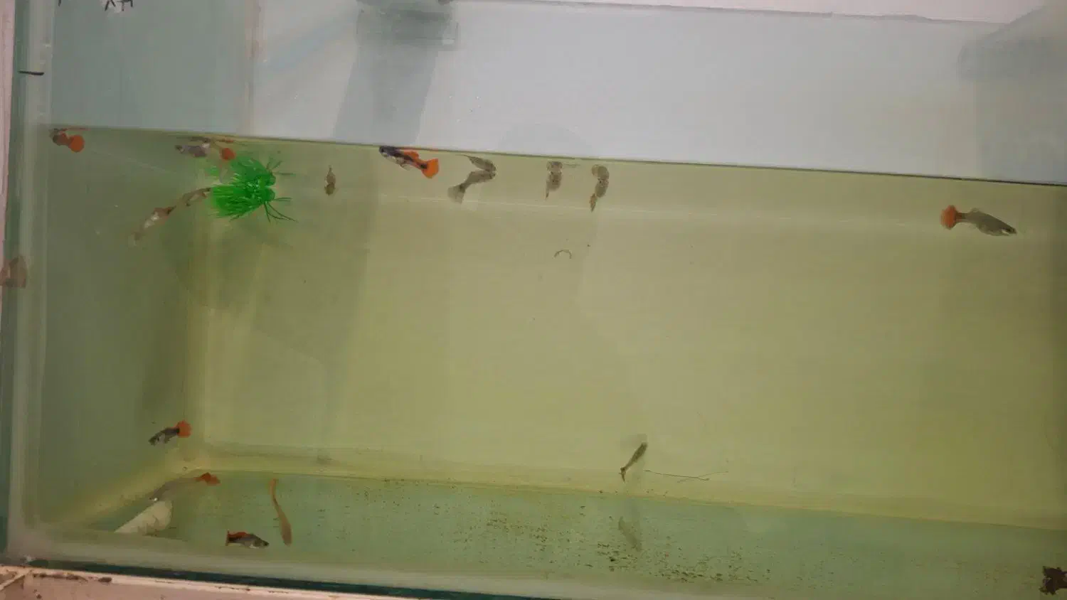 گوپی مولد و پیش مولد|ماهی|مشکین‌دشت, |دیوار