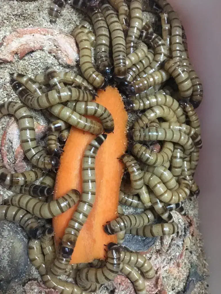 سوپرورم|خزنده|تهران, مسگرآباد|دیوار