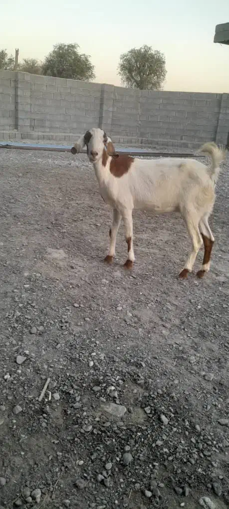 سه تا بز آبستن|حیوانات مزرعه|میناب, |دیوار