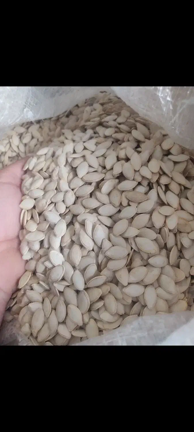 تخمه کدو|خوردنی و آشامیدنی|بهار, |دیوار