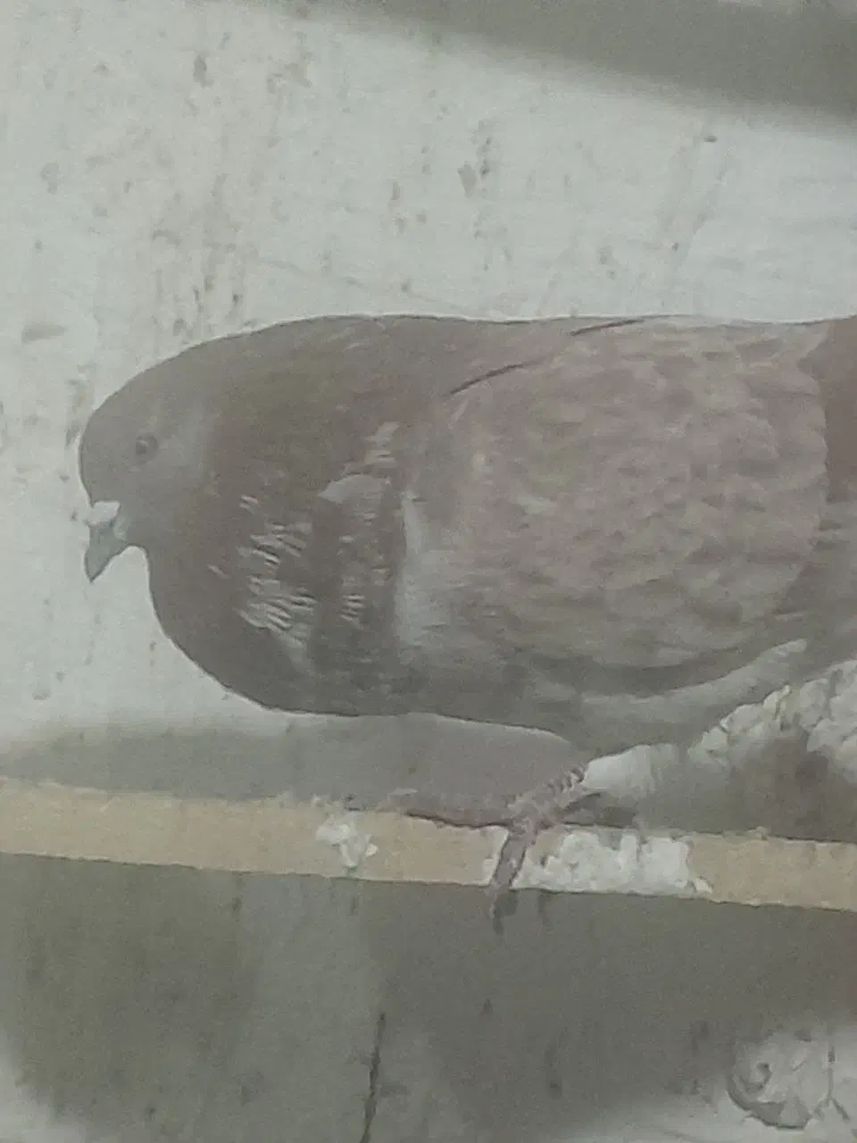 کفتر گرگی و ..|پرنده|چهارباغ, |دیوار