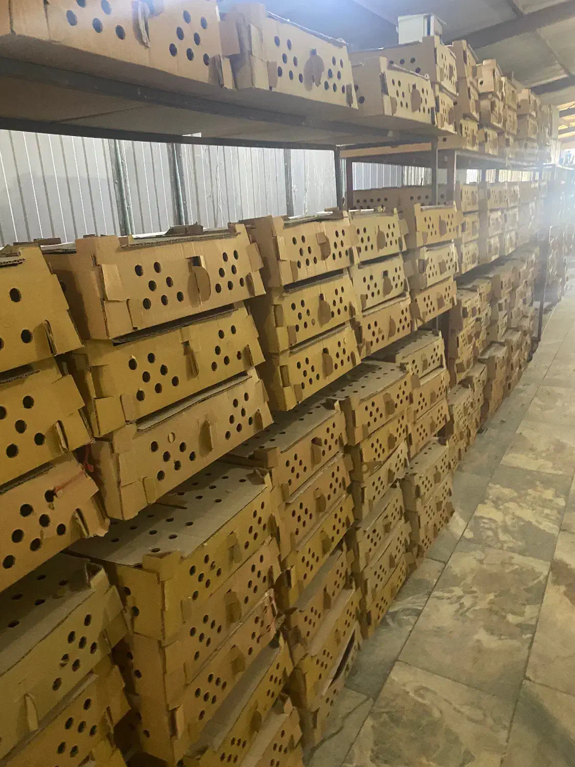 بچه اردک پکنی|حیوانات مزرعه|رشت, ترمینال|دیوار