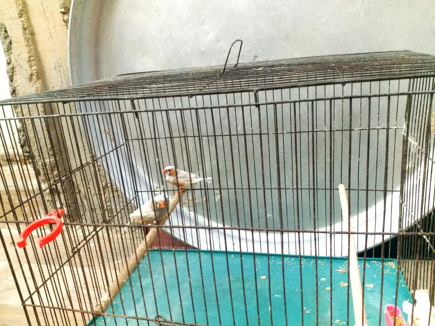 جفت ایزابل درشت مولد مولد|پرنده|چمران, |دیوار