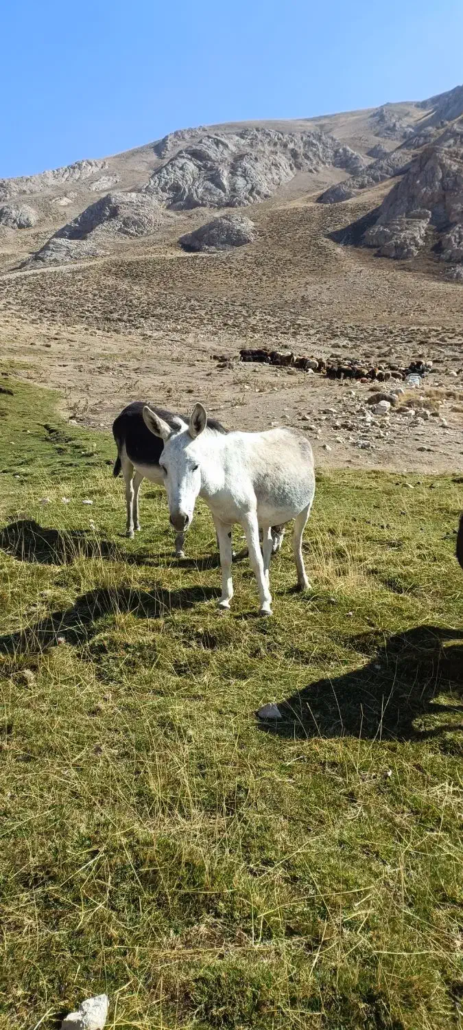 خر ماده (الاغ) باری و گله ای همراه با کره|حیوانات مزرعه|سمنان, |دیوار