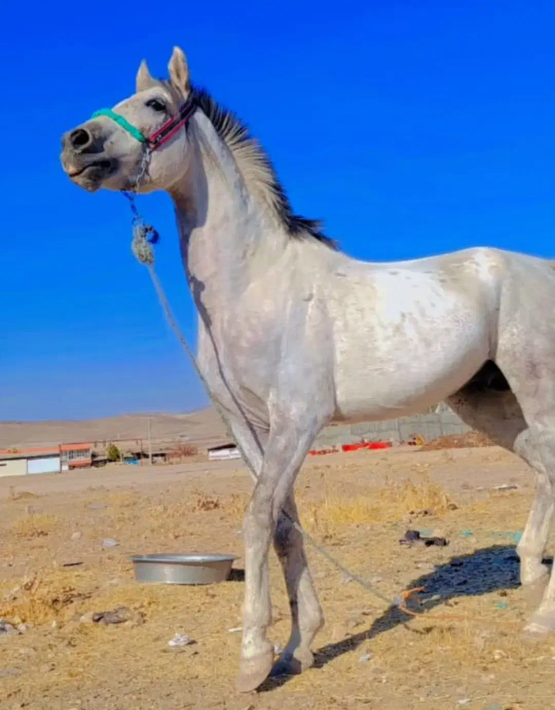 اسب عربی سفید درجه یک|اسب و تجهیزات اسبسواری|الیگودرز, |دیوار