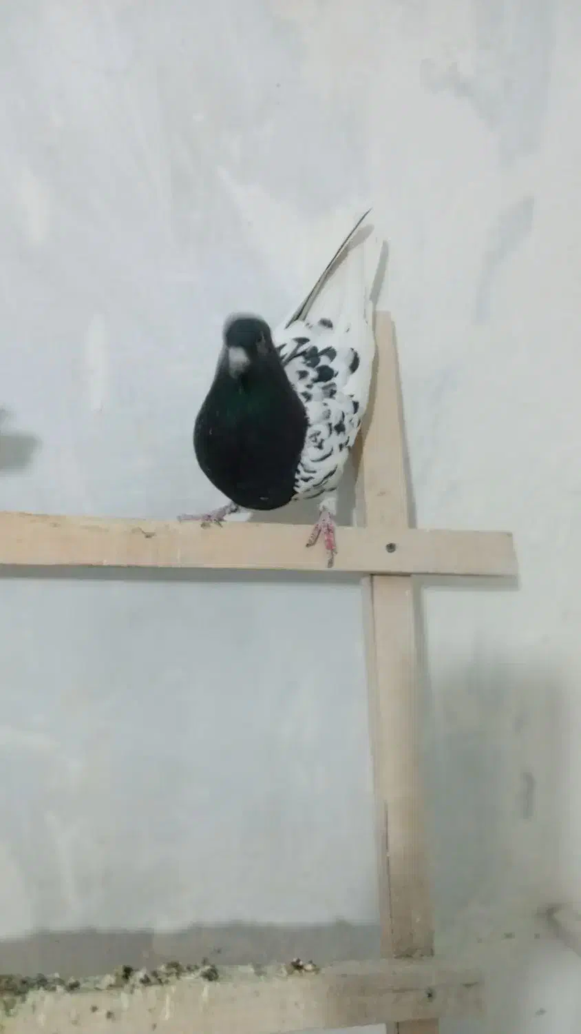 کبوتر|پرنده|ملایر, |دیوار