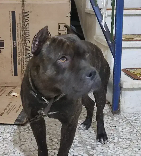 پیت بول اصیل|سگ|رشت, شهرک صبا|دیوار