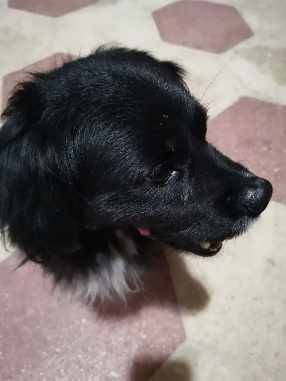 سگ پیدا شده|حیوانات|شیراز, نصر|دیوار