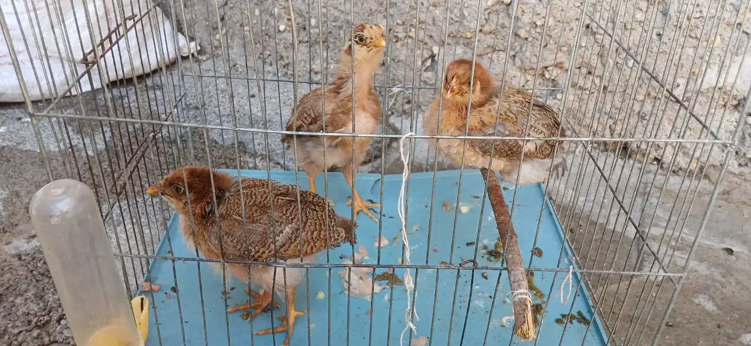 شهرک مرعی|حیوانات مزرعه|سوسنگرد, |دیوار