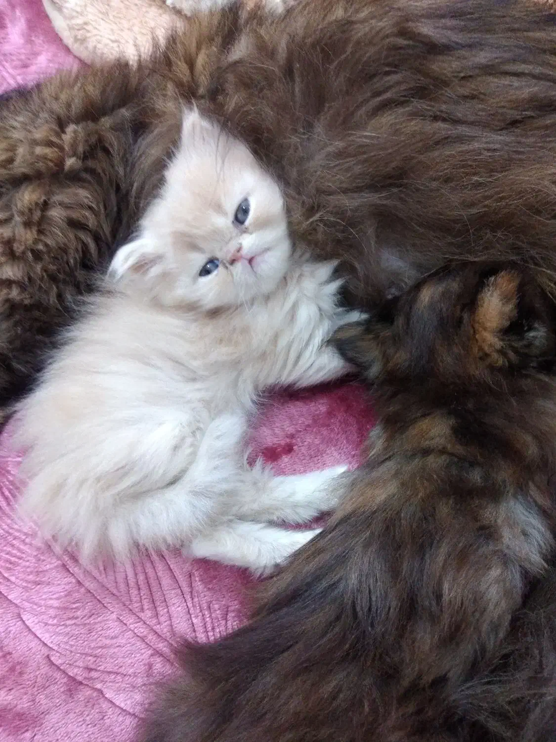 گربه پرشین|گربه|نیشابور, فردوس شمالی|دیوار