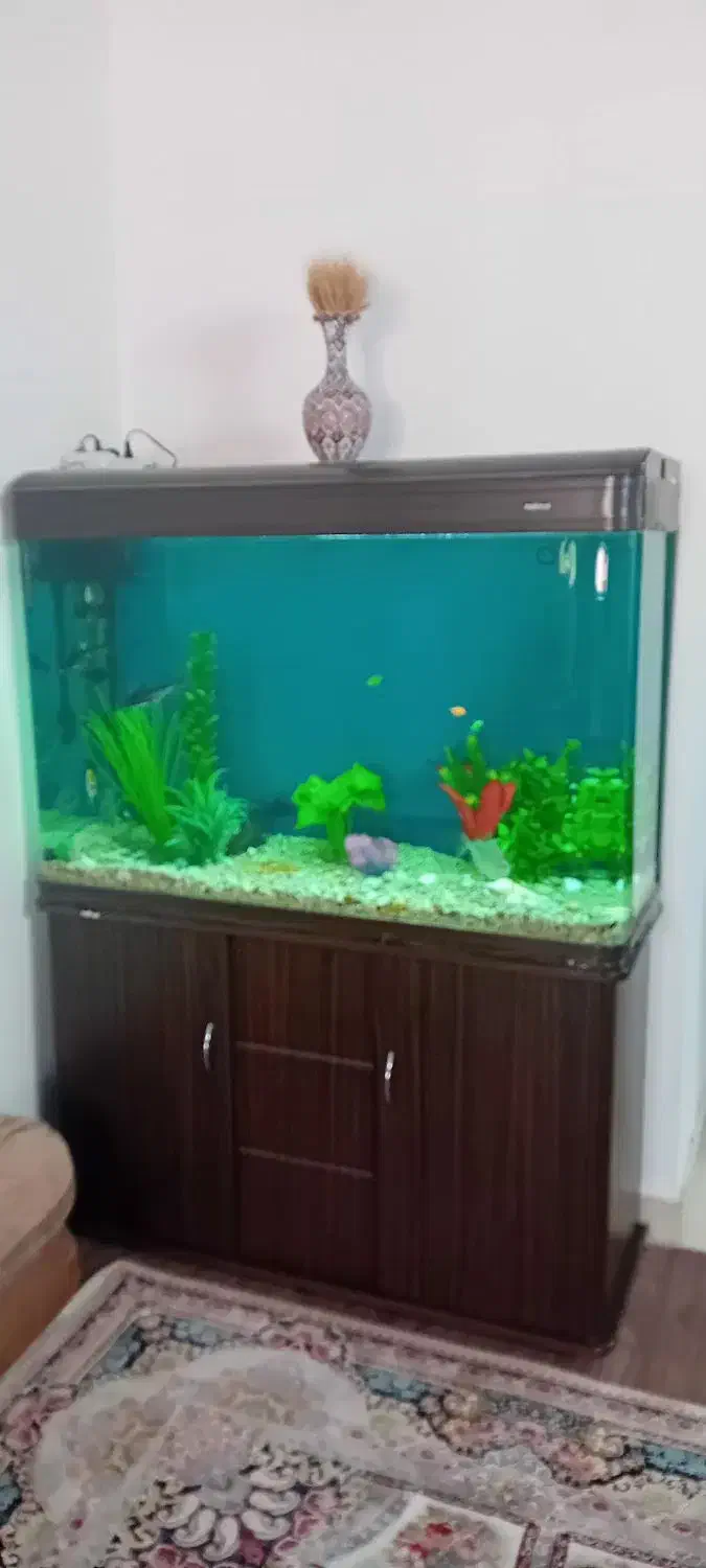 آکوریوم وماهی|ماهی|ورامین, ورامین|دیوار