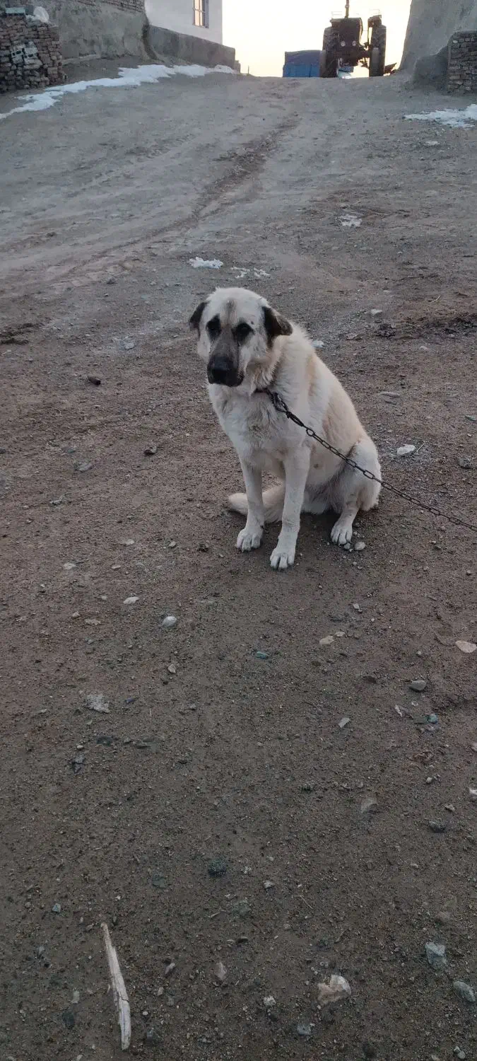 سگ گمشده|حیوانات|خوی, |دیوار