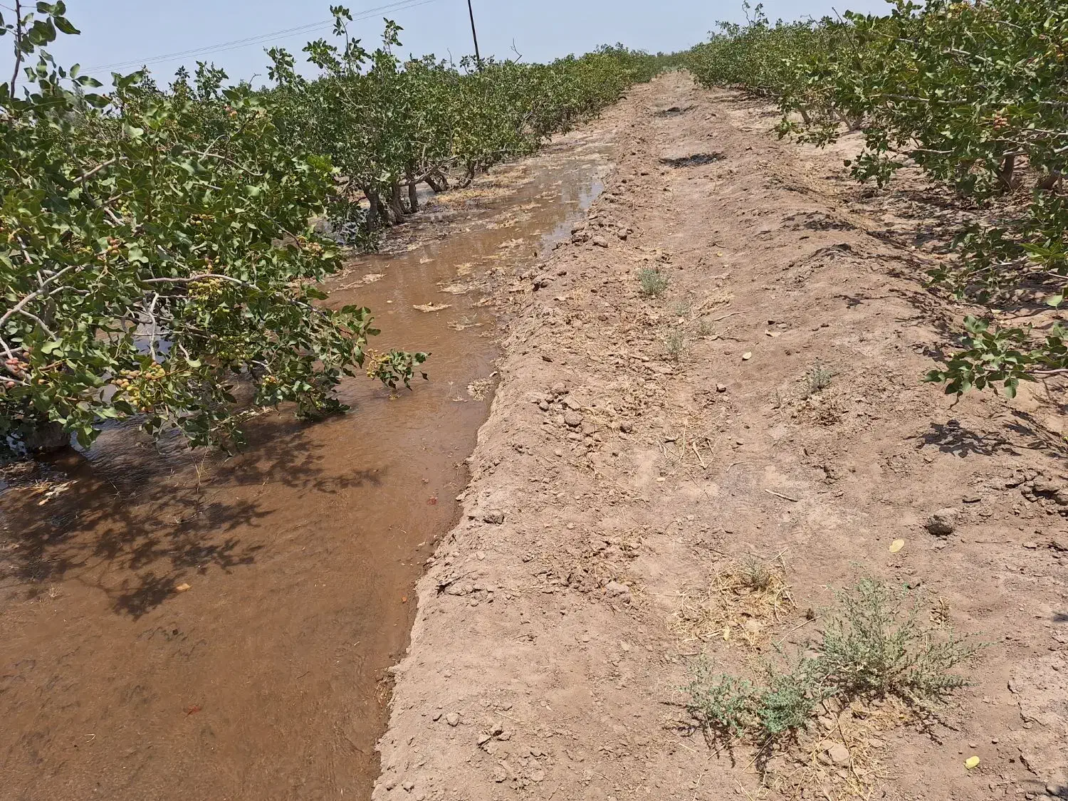 زمین پسته|فروش زمین و ملک کلنگی|کشکوئیه, |دیوار