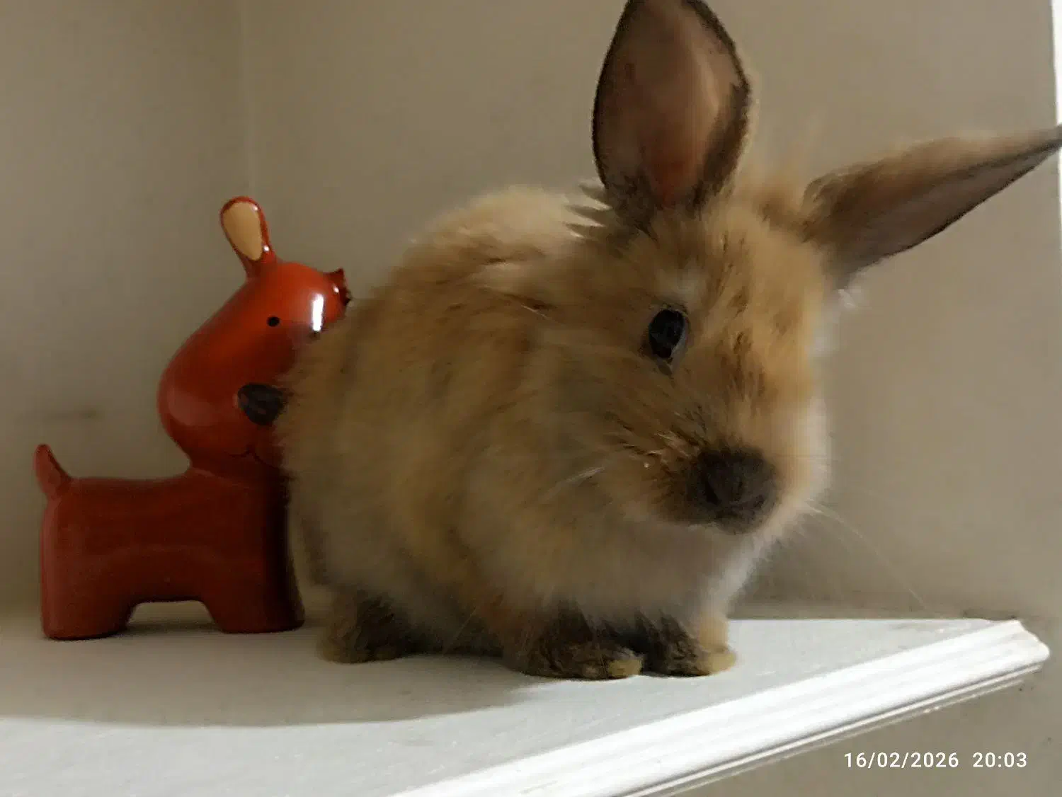 خرگوش لپ|موش و خرگوش|مشهد, رضاییه|دیوار