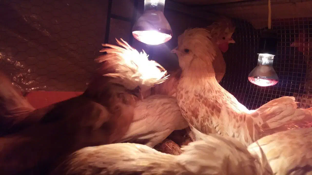 نیمچه مرغ لهستانی پولند طلایی|حیوانات مزرعه|قهدریجان, |دیوار