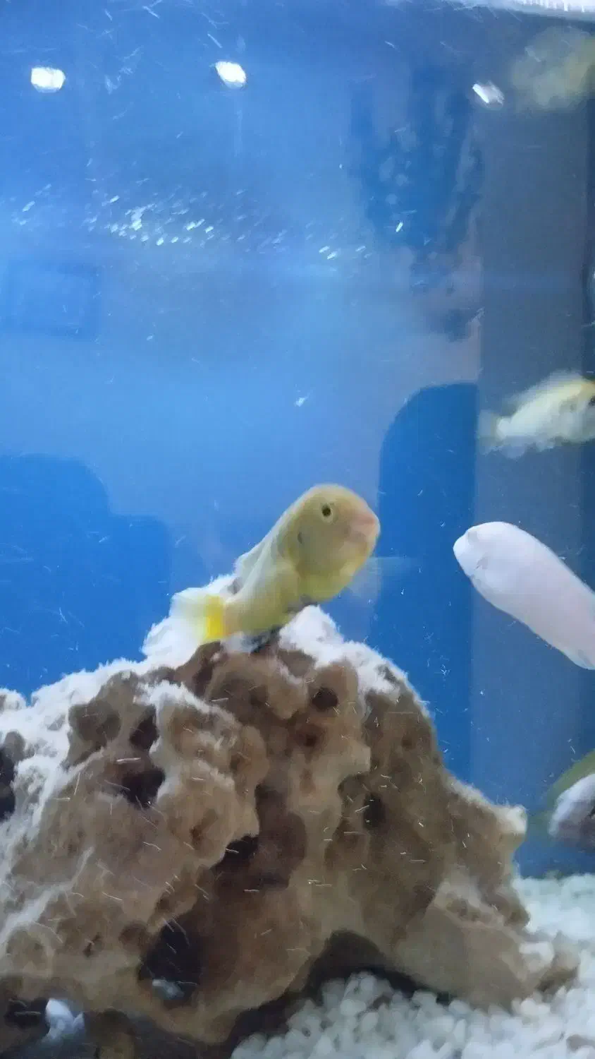 ماهی گوشت خوار|ماهی|پاکدشت, شهرک امام رضا|دیوار