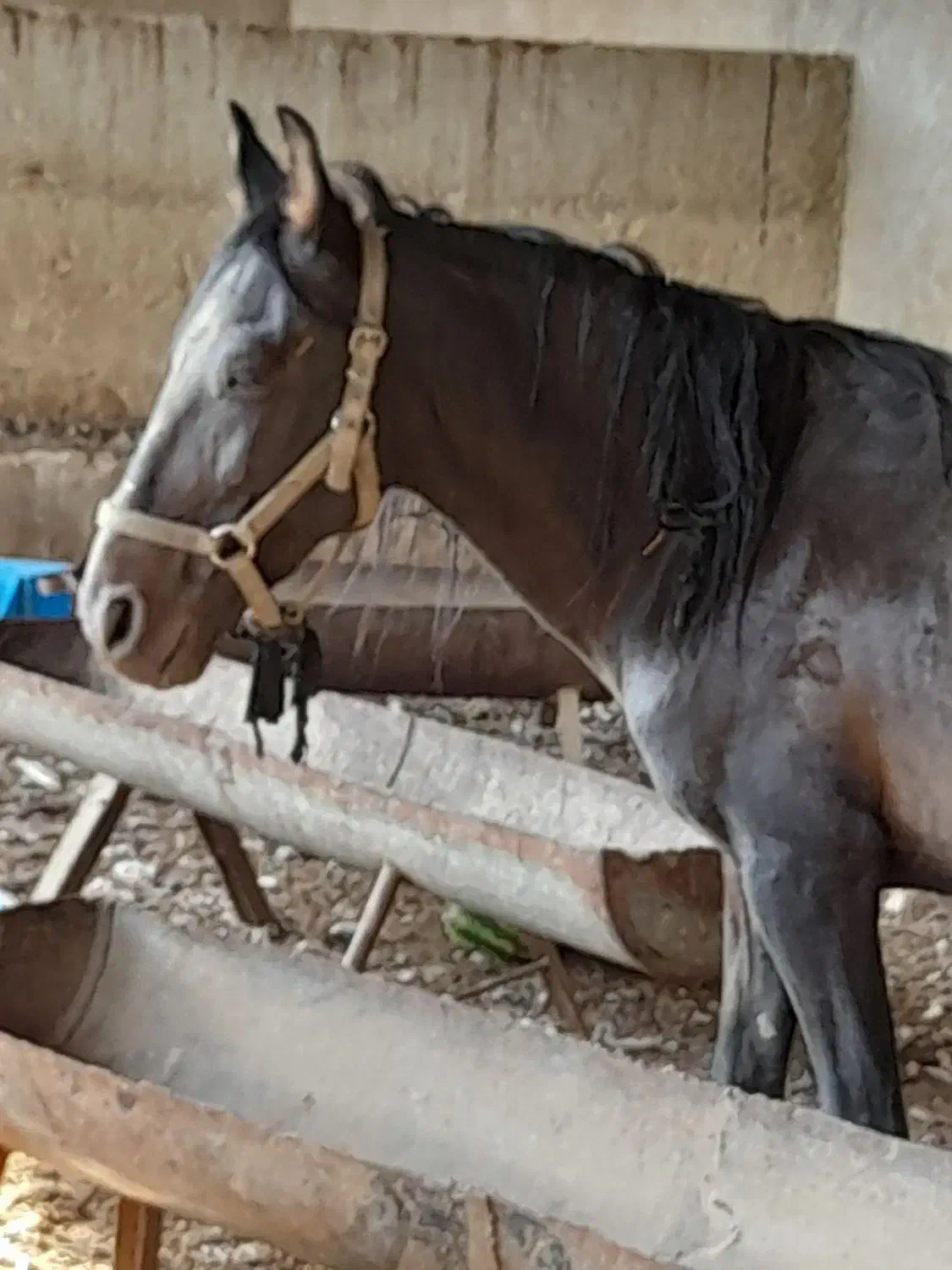 اسب|حیوانات مزرعه|شیراز, کفترک|دیوار