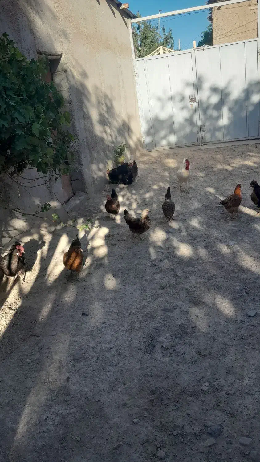 یک جفت مرغ خروس مرندی ب فروش میرسد|حیوانات مزرعه|درگزین, |دیوار