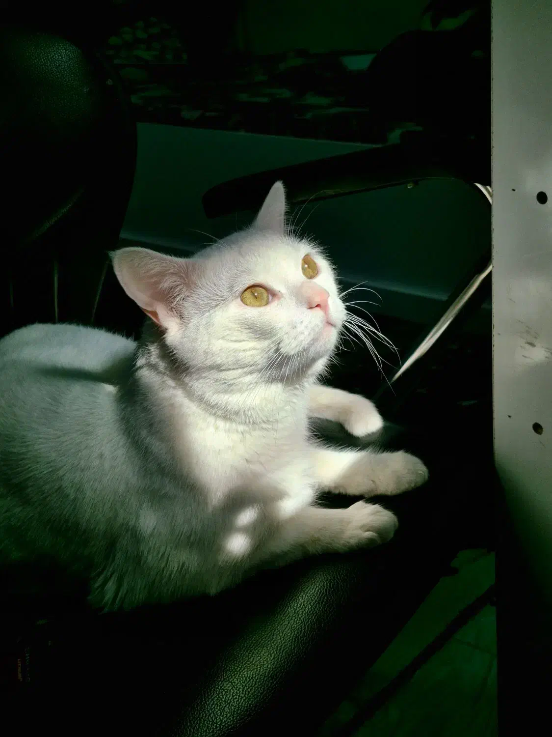 واگذاری رایگان گربه|گربه|آبدانان, |دیوار